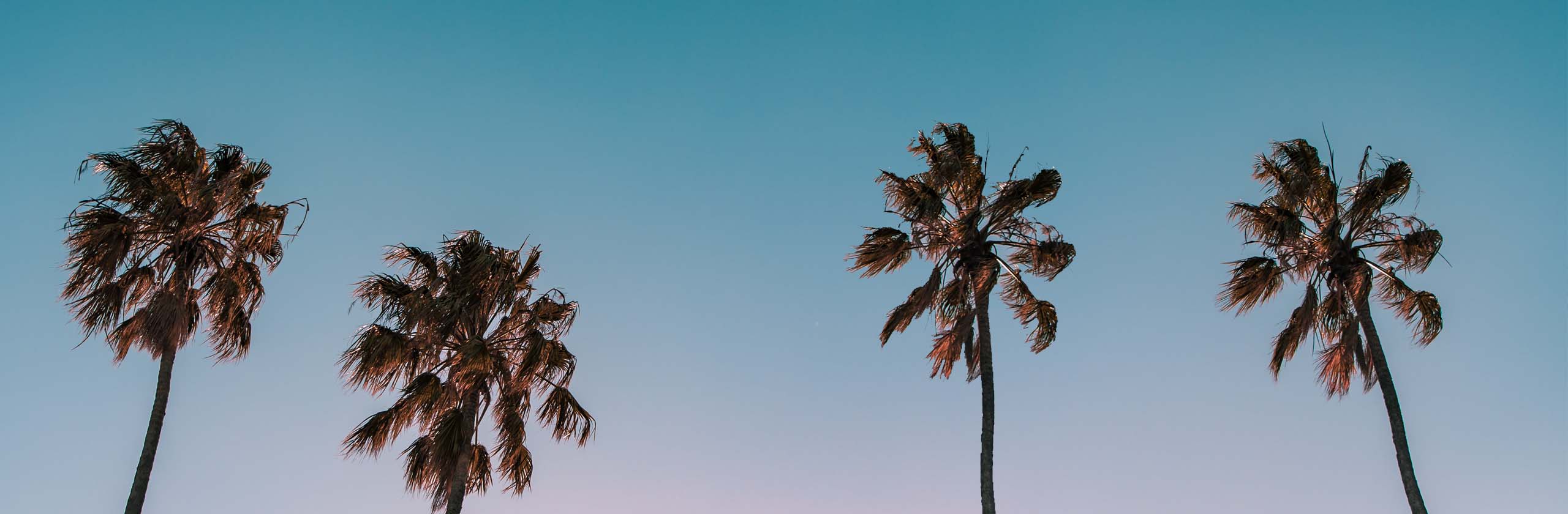 los angeles palm trees